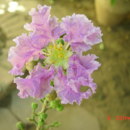 floare frumoasa